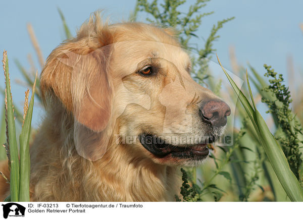Golden Retriever Portrait / Golden Retriever Portrait / IF-03213