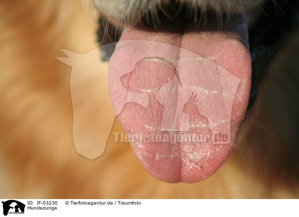 Hundezunge / dogs tongue / IF-03230