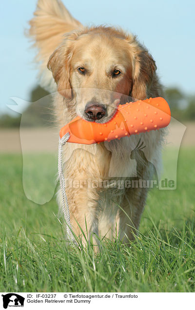 Golden Retriever mit Dummy / Golden Retriever with dummy / IF-03237