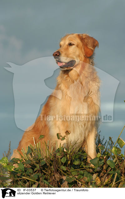 sitzender Golden Retriever / sitting Golden Retriever / IF-03537