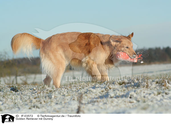 Golden Retriever mit Dummy / Golden Retriever with dummy / IF-03572