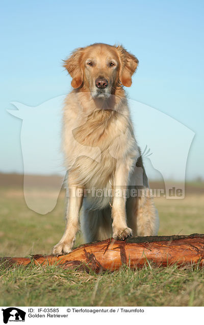 Golden Retriever / Golden Retriever / IF-03585