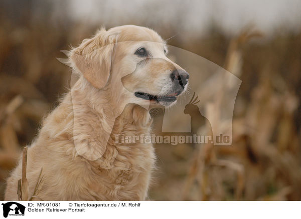 Golden Retriever Portrait / Golden Retriever Portrait / MR-01081