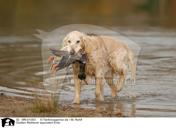 Golden Retriever apportiert Ente / Golden Retriever retrieves duck / MR-01083