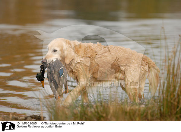 Golden Retriever apportiert Ente / Golden Retriever retrieves duck / MR-01085