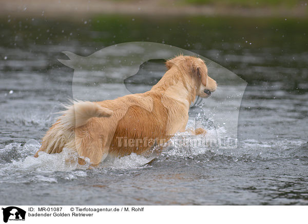 badender Golden Retriever / bathing Golden Retriever / MR-01087