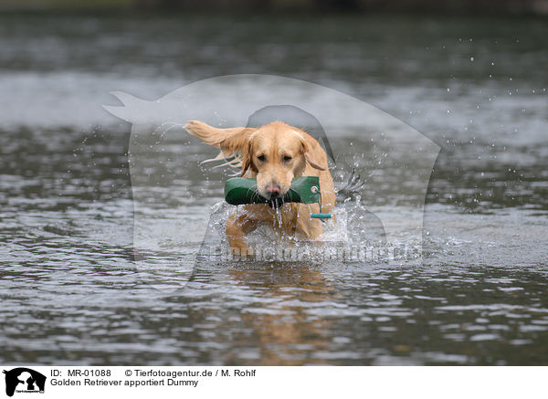 Golden Retriever apportiert Dummy / Golden Retriever retrieve Dummy / MR-01088