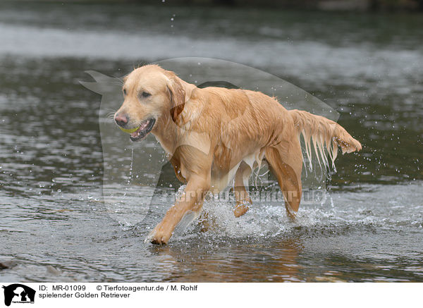 spielender Golden Retriever / playing Golden Retriever / MR-01099