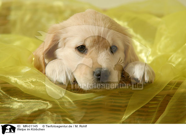 Welpe im Krbchen / MR-01145