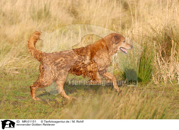 rennender Golden Retriever / running Golden Retriever / MR-01151
