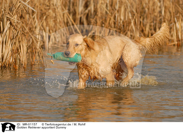 Golden Retriever apportiert Dummy / Golden Retriever retrieve Dummy / MR-01157