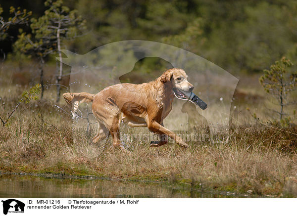 rennender Golden Retriever / running Golden Retriever / MR-01216