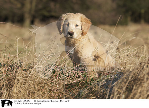 Golden Retriever Welpe / Golden Retriever puppy / MR-02022