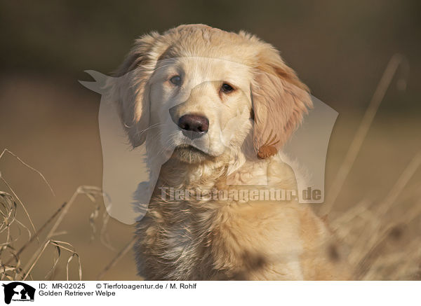 Golden Retriever Welpe / Golden Retriever puppy / MR-02025