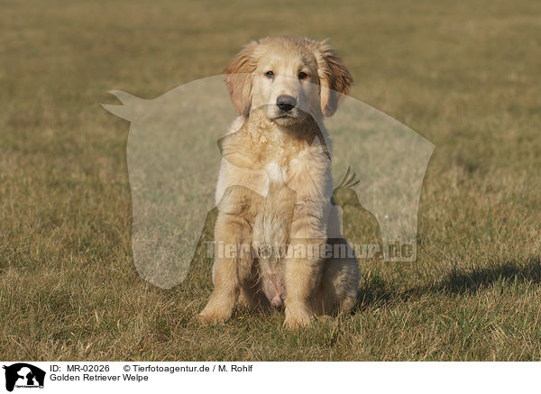 Golden Retriever Welpe / Golden Retriever puppy / MR-02026