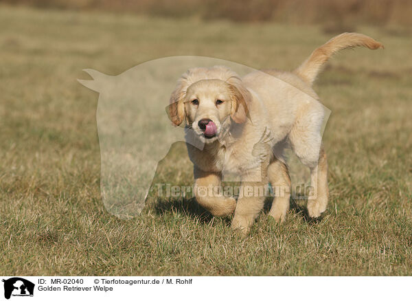 Golden Retriever Welpe / Golden Retriever puppy / MR-02040
