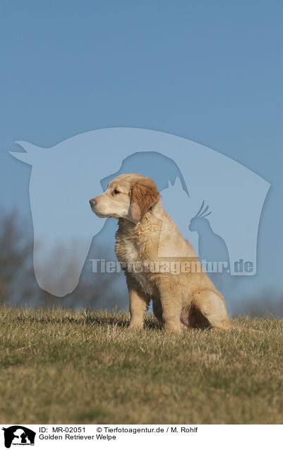 Golden Retriever Welpe / Golden Retriever puppy / MR-02051