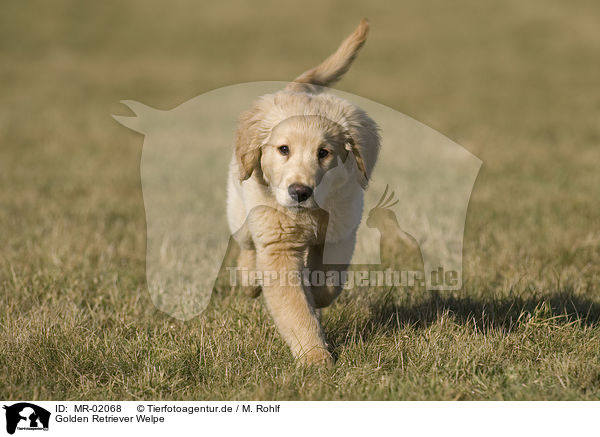 Golden Retriever Welpe / Golden Retriever puppy / MR-02068