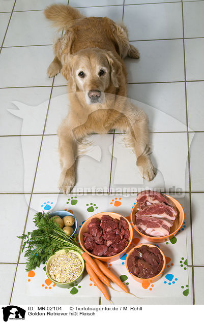 Golden Retriever frit Fleisch / Golden Retriever eats meat / MR-02104