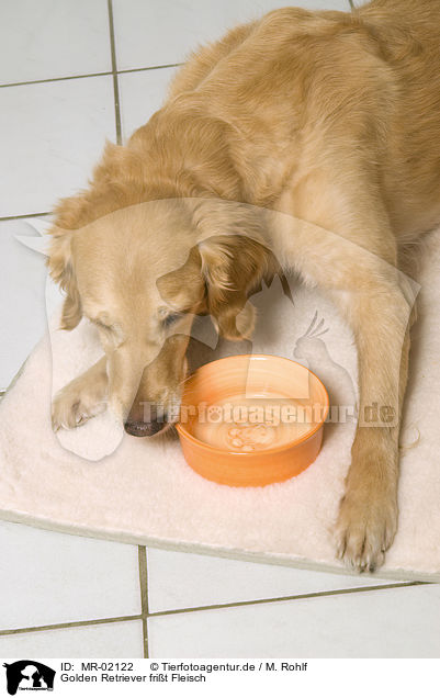 Golden Retriever frit Fleisch / Golden Retriever eats meat / MR-02122