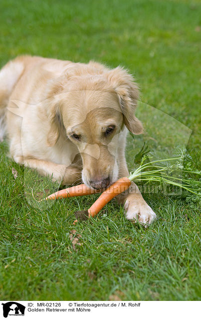 Golden Retriever mit Mhre / Golden Retriever with carrot / MR-02126