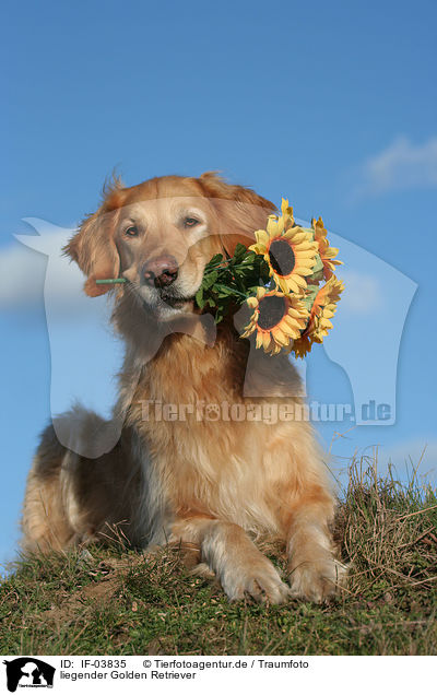liegender Golden Retriever / IF-03835