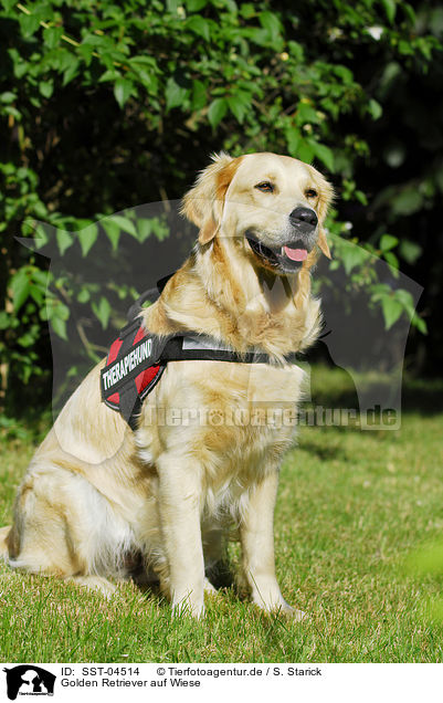 Golden Retriever auf Wiese / Golden Retriever on meadow / SST-04514