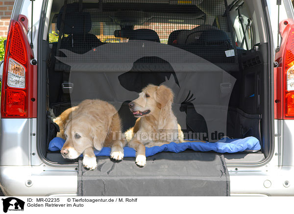 Golden Retriever im Auto / Golden Retriever in car / MR-02235