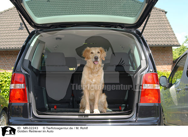 Golden Retriever im Auto / Golden Retriever in car / MR-02243