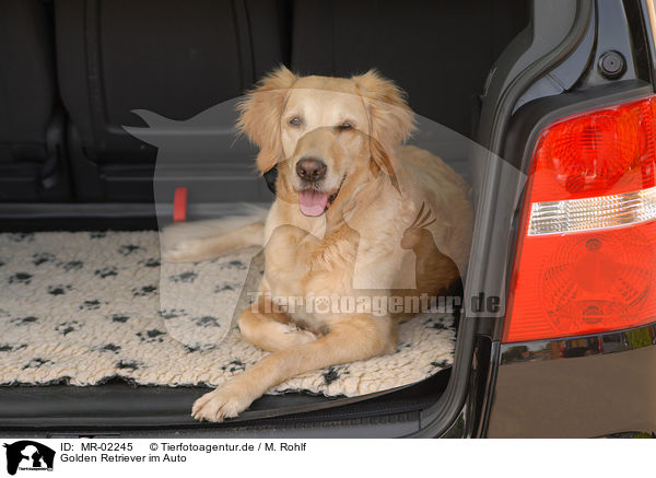 Golden Retriever im Auto / Golden Retriever in car / MR-02245