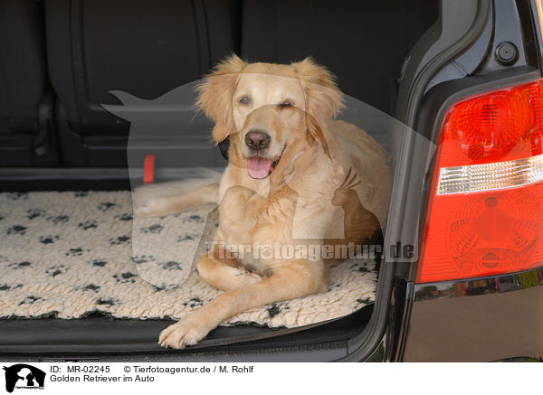 Golden Retriever im Auto / Golden Retriever in car / MR-02245