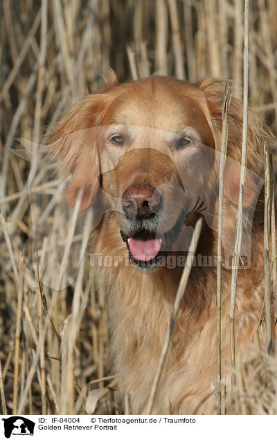 Golden Retriever Portrait / Golden Retriever Portrait / IF-04004