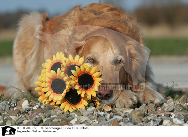 liegender Golden Retriever / lying Golden Retriever / IF-04009