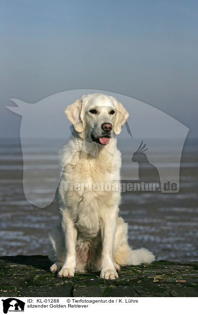 sitzender Golden Retriever / sitting Golden Retriever / KL-01288