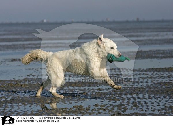 apportierender Golden Retriever / KL-01302