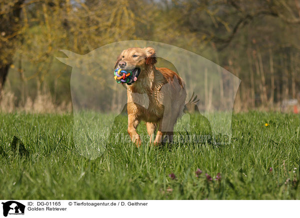 Golden Retriever / Golden Retriever / DG-01165