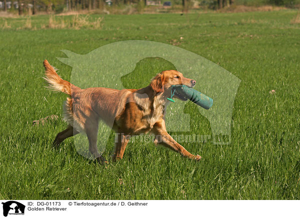 Golden Retriever / Golden Retriever / DG-01173