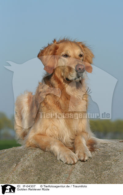 Golden Retriever Rde / male Golden Retriever / IF-04307