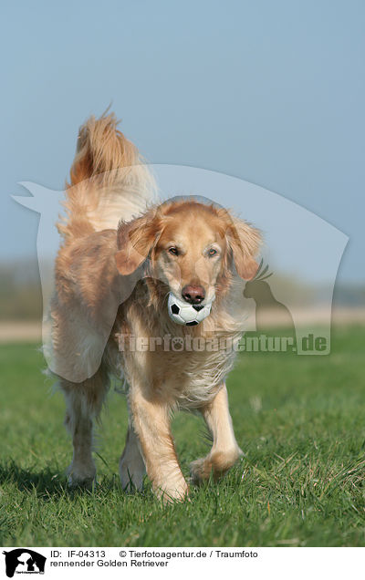 rennender Golden Retriever / running Golden Retriever / IF-04313