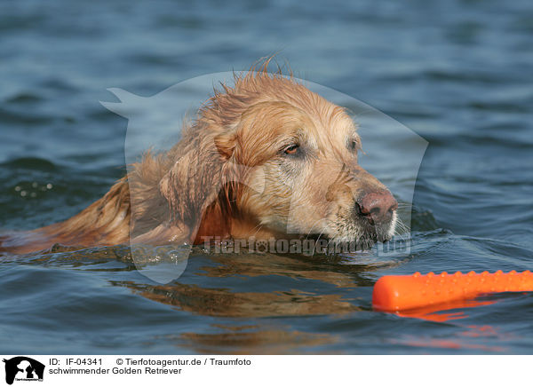 schwimmender Golden Retriever / swimming Golden Retriever / IF-04341