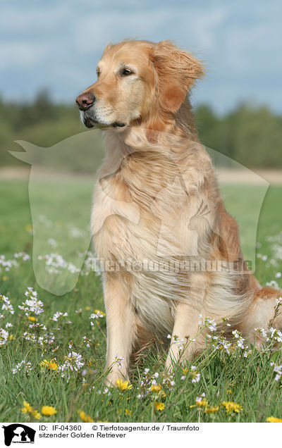 sitzender Golden Retriever / sitting Golden Retriever / IF-04360