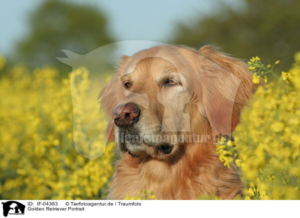 Golden Retriever Portrait / Golden Retriever Portrait / IF-04363