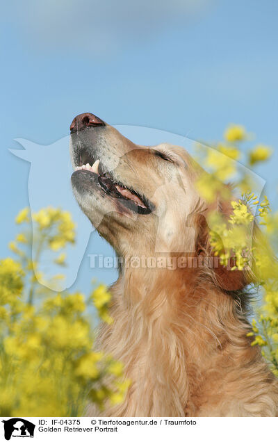 Golden Retriever Portrait / Golden Retriever Portrait / IF-04375