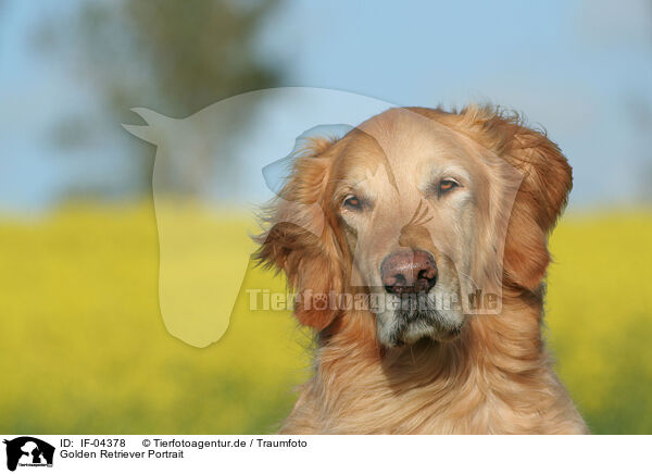 Golden Retriever Portrait / Golden Retriever Portrait / IF-04378