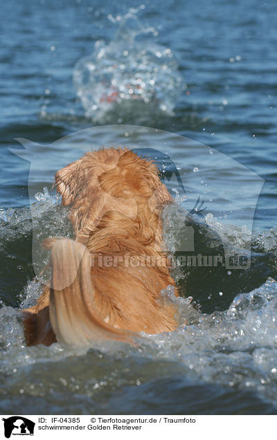 schwimmender Golden Retriever / swimming Golden Retriever / IF-04385