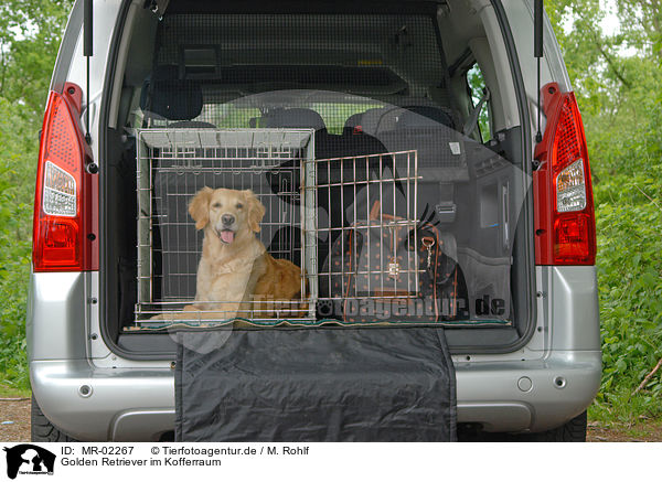 Golden Retriever im Kofferraum / Golden Retriever at car boot / MR-02267