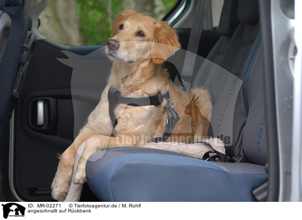 angeschnallt auf Rckbank / strapped dog / MR-02271