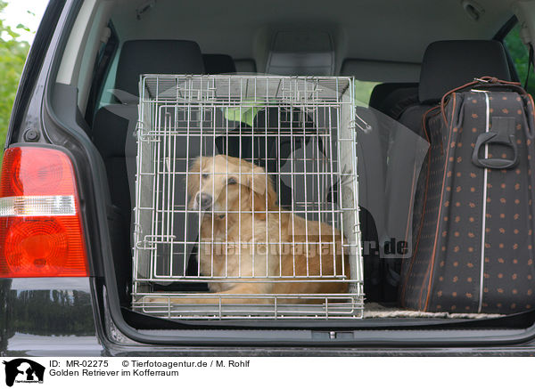 Golden Retriever im Kofferraum / Golden Retriever at car boot / MR-02275