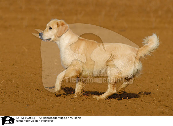rennender Golden Retriever / running Golden Retriever / MR-02513