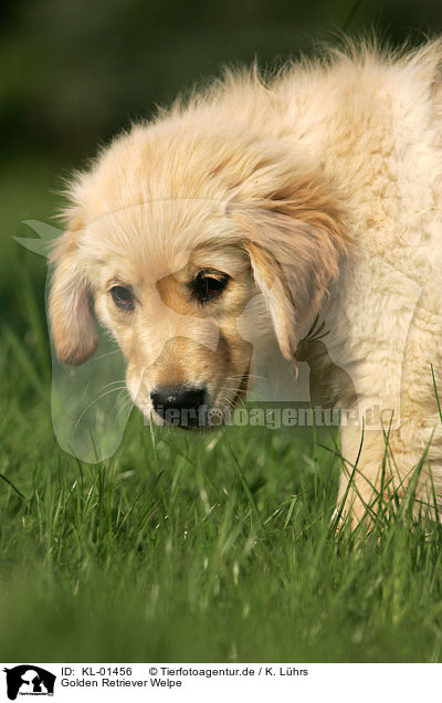 Golden Retriever Welpe / Golden Retriever puppy / KL-01456